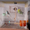 Legend Sa Maskom Bot Icon