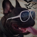 Chelutu Bot Bot Icon