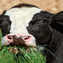 Jose The Cow Bot Icon