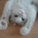 Catastic Cat Bot Bot Icon