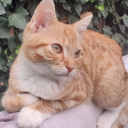 Noelâ„¢ Bot Icon